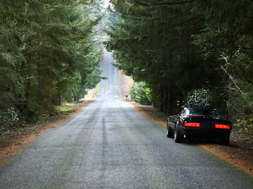 Black Car Carrying a Christmas Tree Parked at the Side of the Road 