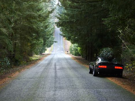 A car carrying a Christmas tree drives along a forest road under pine trees.