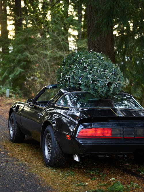 Christmas Tree on Top of a Black Car
