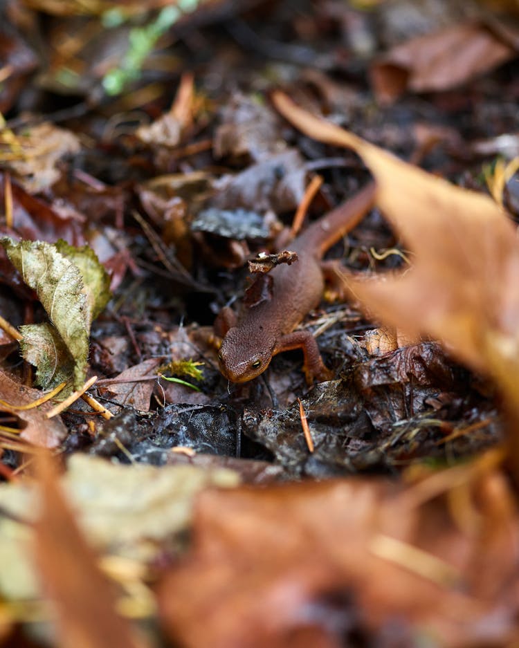 Close-up Photo Of A Newt