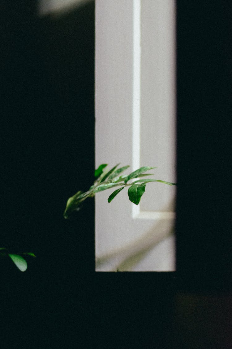 Green Leaf On Dark Background