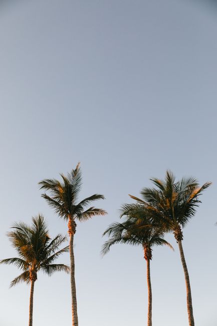 Majestic palm trees reaching toward a clear, blue sky, creating a serene tropical vibe.