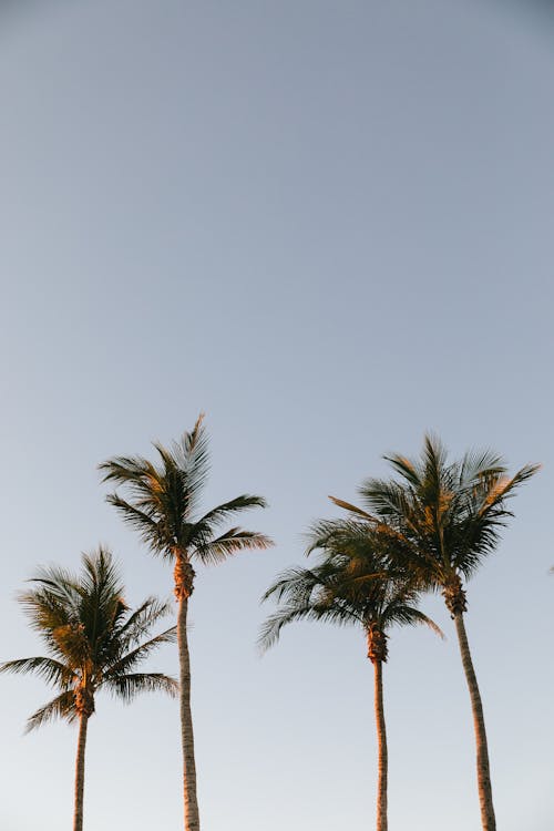 Free Palm Trees Under a Blue Sky Stock Photo