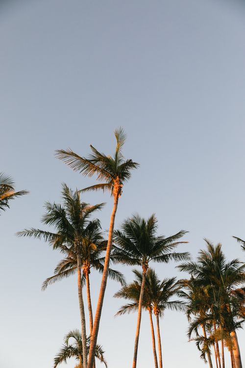 Free Tall palm trees reaching towards a clear blue sky, evoking a tropical summer vibe. Stock Photo