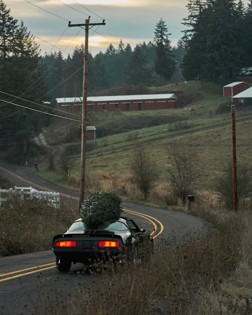Black Car on the Road with a Load of Christmas Tree on the Roof