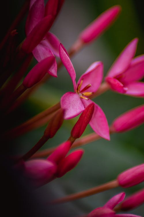 Pink Flowers in Close Up Photography