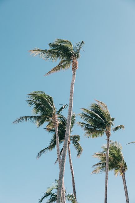 Swaying palm trees set against a vibrant blue sky, evoking tropical vacation vibes.