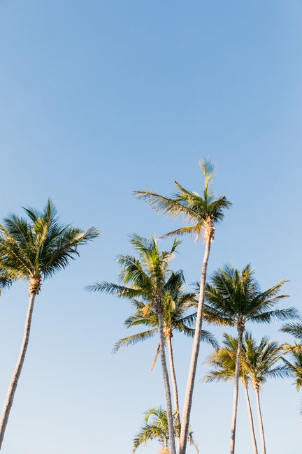 Tall palm trees stretch towards a clear blue sky, evoking a sense of summer serenity.
