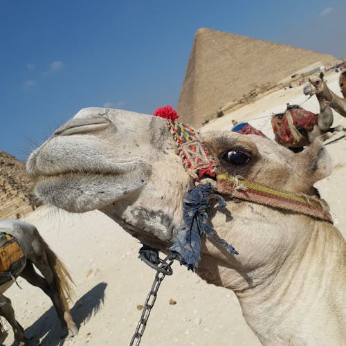 Free stock photo of camel, egypt, pyramid Stock Photo