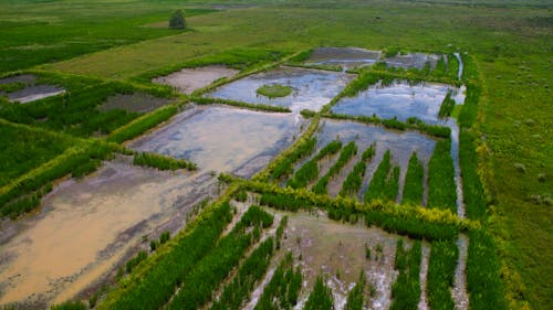 Fotos de stock gratuitas de campos de cultivo, foto con dron, imágenes aéreas