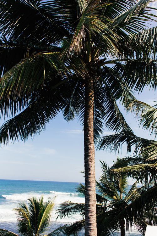 Free Idyllic tropical beach scene featuring palm trees and ocean waves under a clear blue sky. Stock Photo