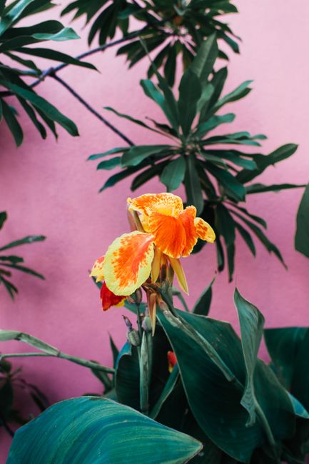 Close-up of a colorful Canna lily with lush green leaves against a pink wall.