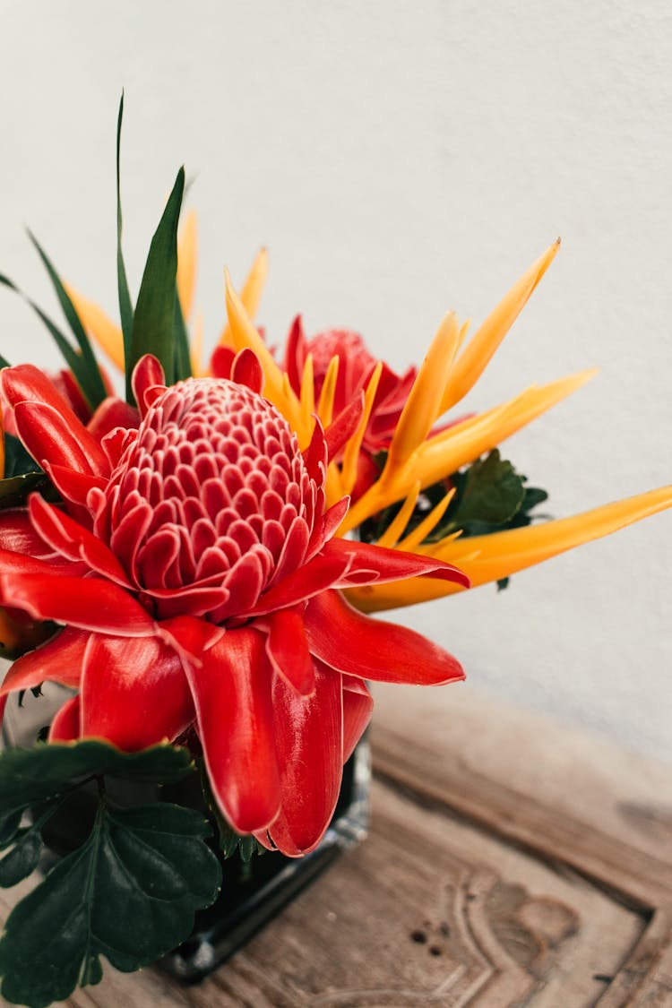 Torch Ginger Plant