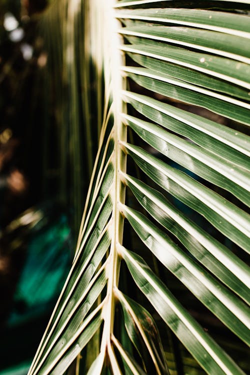 Close-up Photo of a Palm Leaf