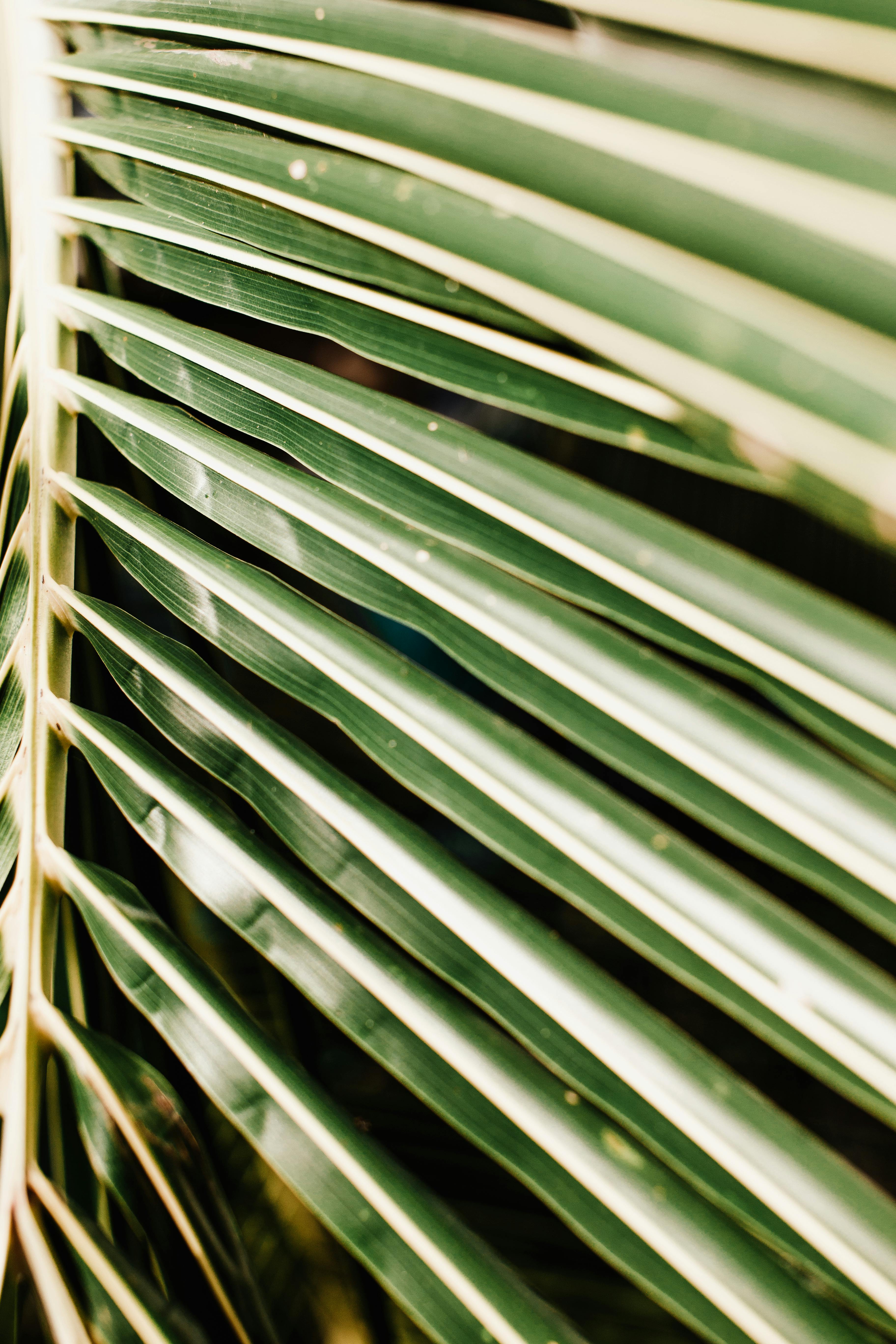 A vibrant close-up of a green palm leaf showcasing its natural patterns and structure.