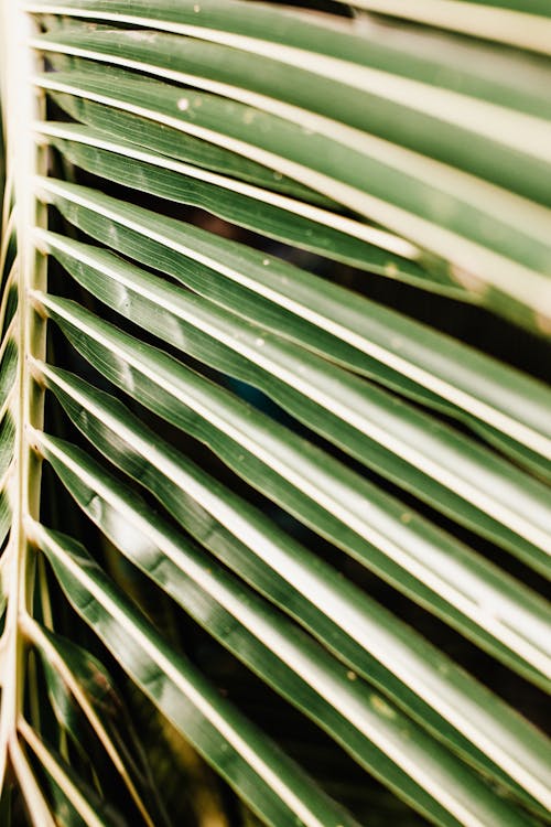 Darmowe zdjęcie z galerii z linie, liść palmowy, pionowy strzał