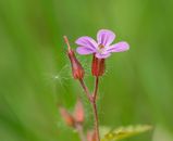 A detailed macro shot of a blooming Herb Robert flower with vibrant pink petals on a blurred green background.
