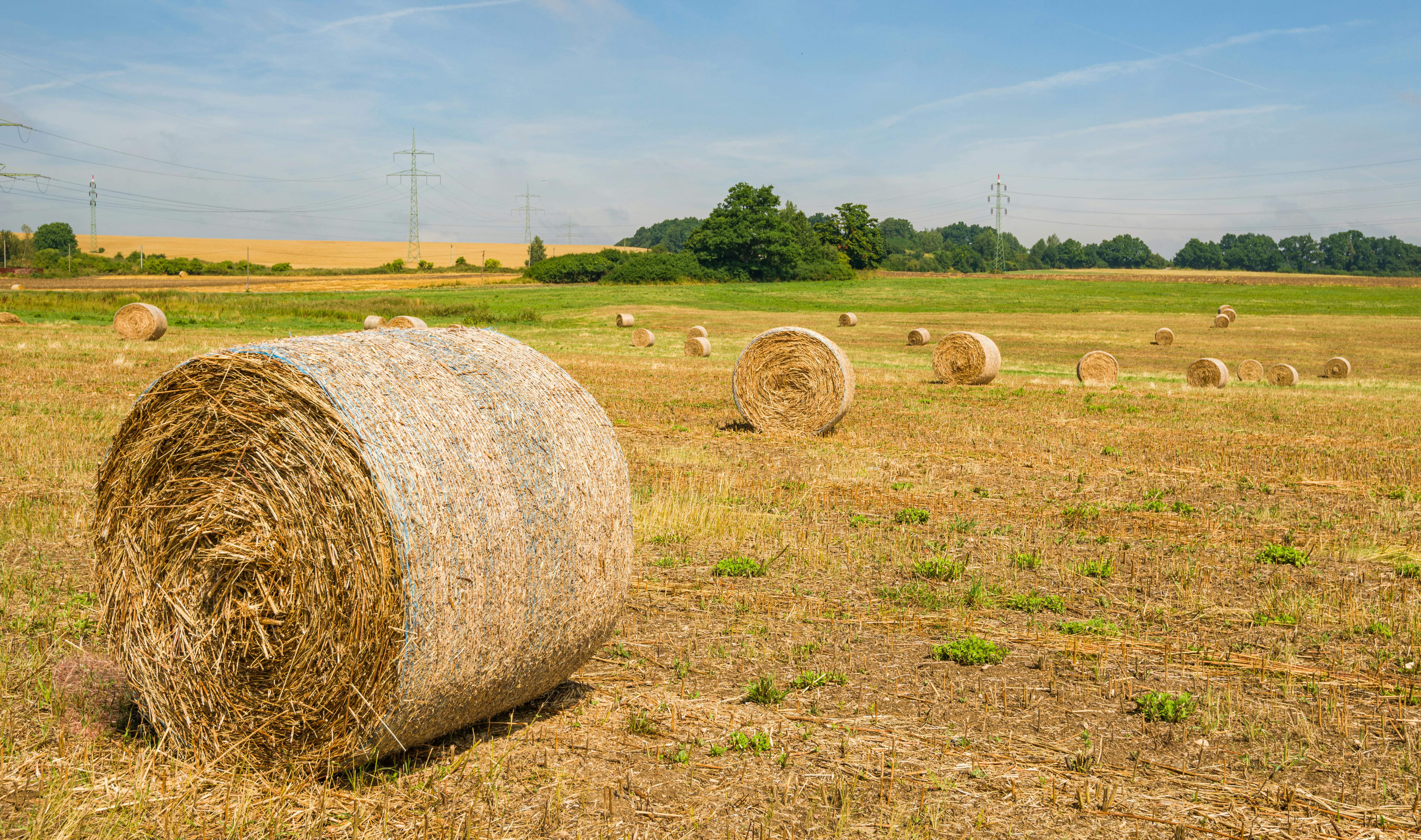 bales of hay on a field