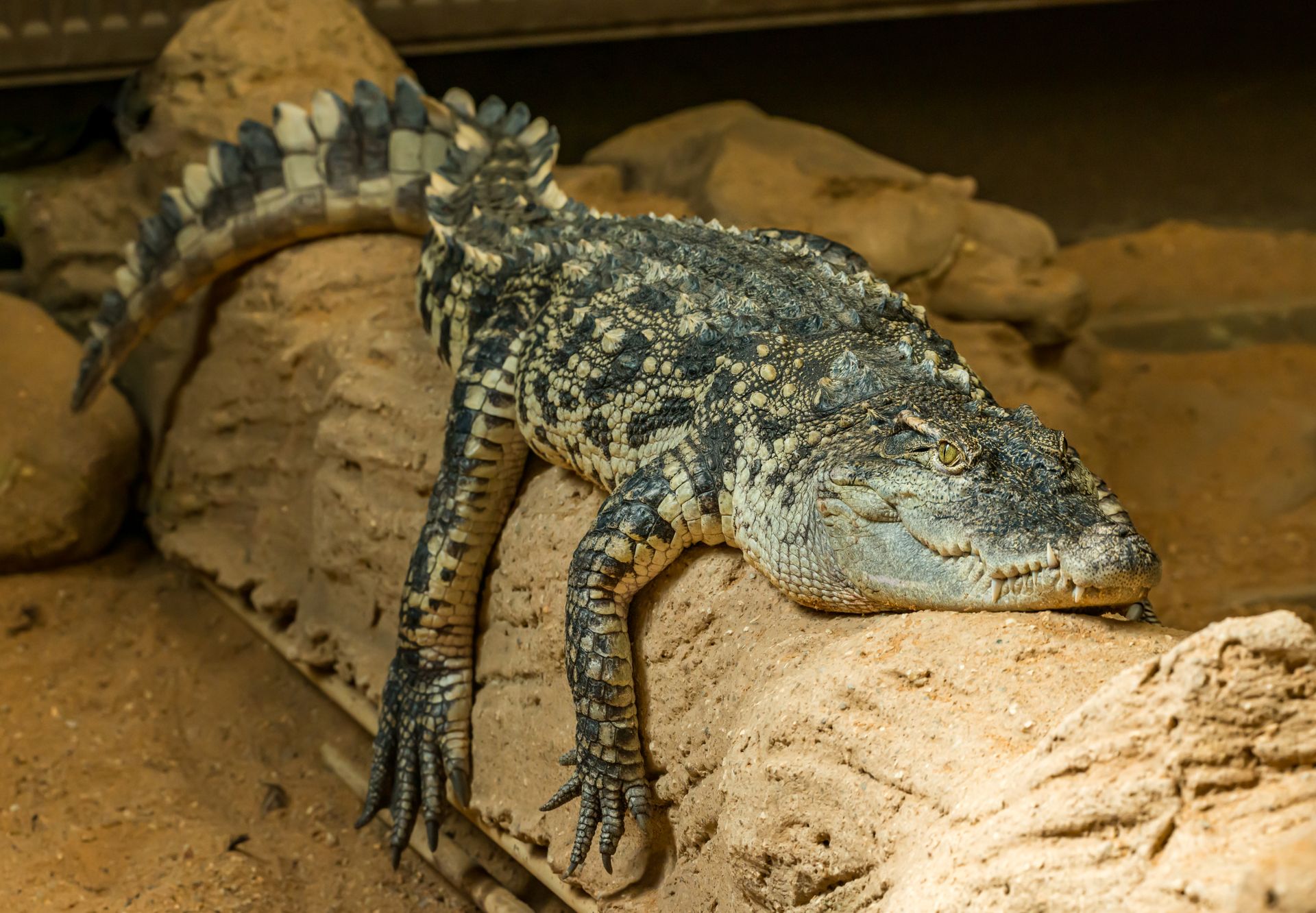 A Crocodile Lying Down on a Dusty Rock