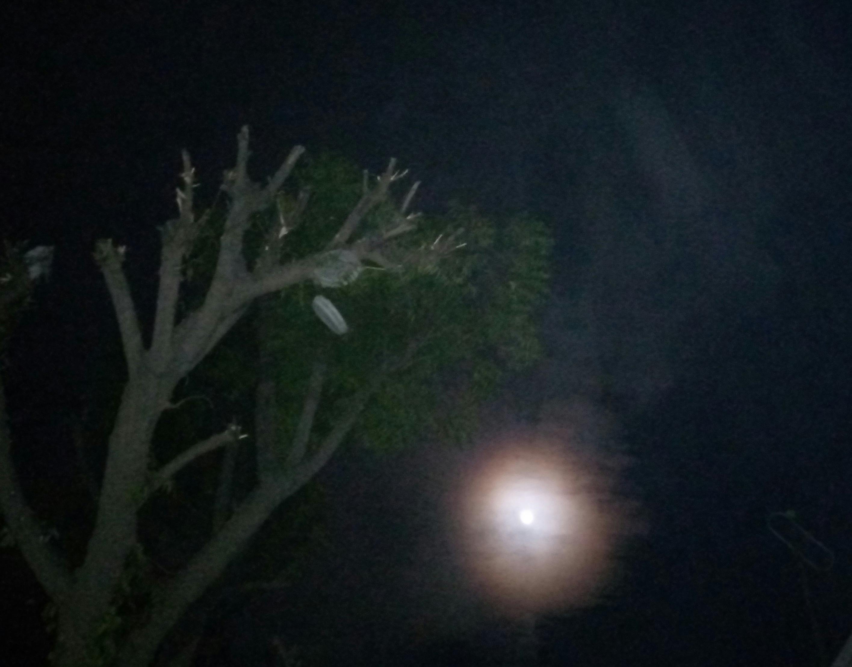 Fresh spring flowers in soft pastel yellows and whites