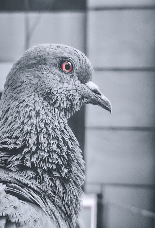Free A detailed close-up of a rock pigeon with striking red eyes captured in New Delhi. Stock Photo