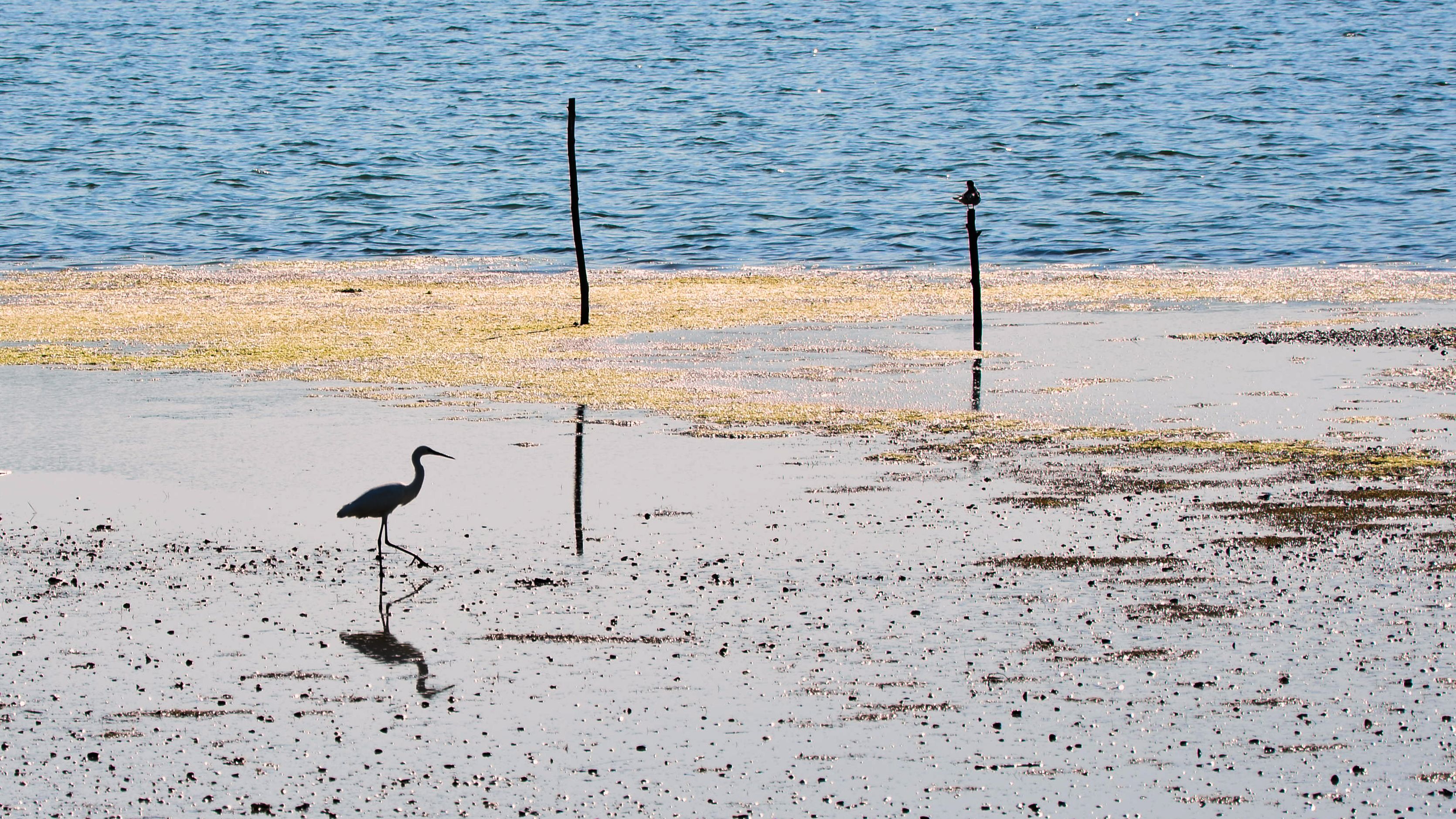 Foce del Torrente Conca (Conca River Mouth Nature Area)