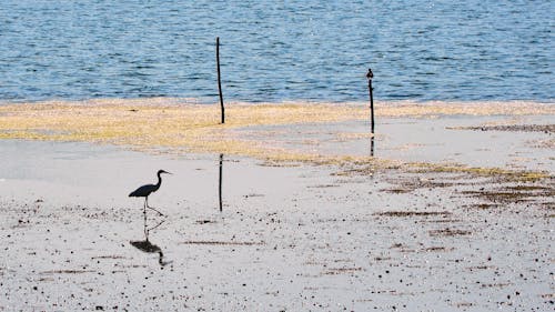 Photos gratuites de animal, belle nature, grande aigrette