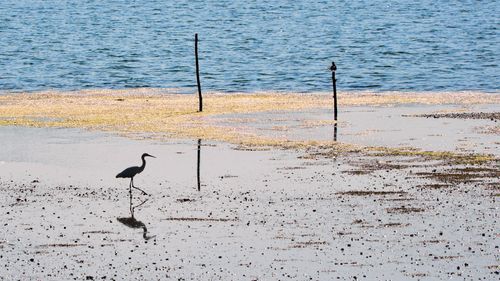 Free A great egret walks gracefully along a tranquil, sandy shore with reflections in the water. Stock Photo