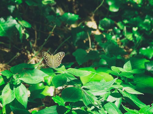 Free stock photo of butterfly insect, forest nature, insect