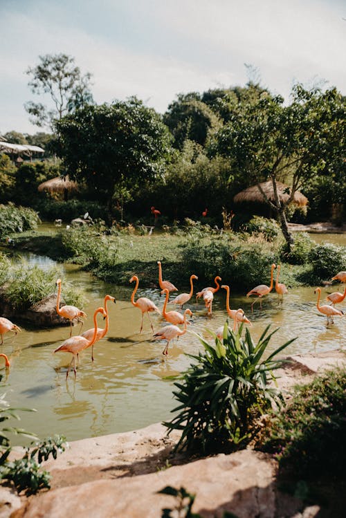 Flock of Pink Flamingos on a Swamp