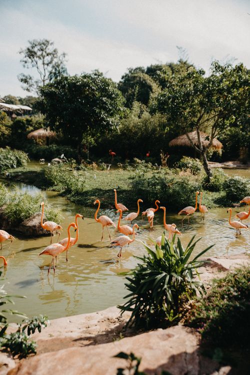 Free A stunning flock of flamingos wading in a lush Tanzanian wetland, surrounded by greenery. Stock Photo