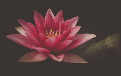 Free Pink Lotus Flower Stock Photo