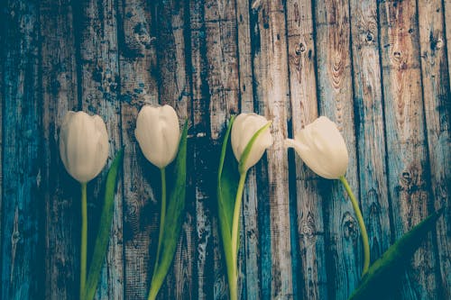 Quatre Fleurs Blanches