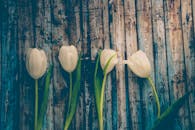 白色郁金香与质朴的木质纹理相搭配，营造出宁静的春天氛围