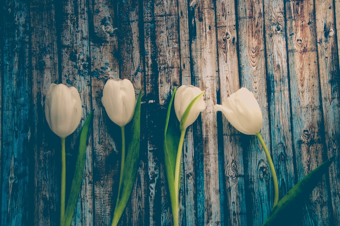 Quatro Flores Brancas