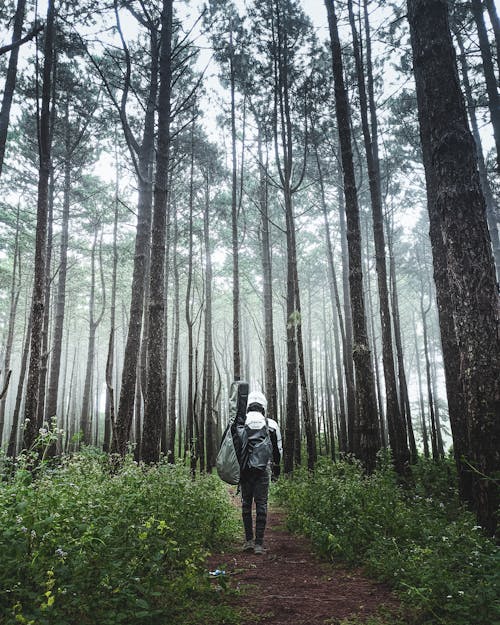 A Person Carrying a Musical Instrument Walking in the Forest