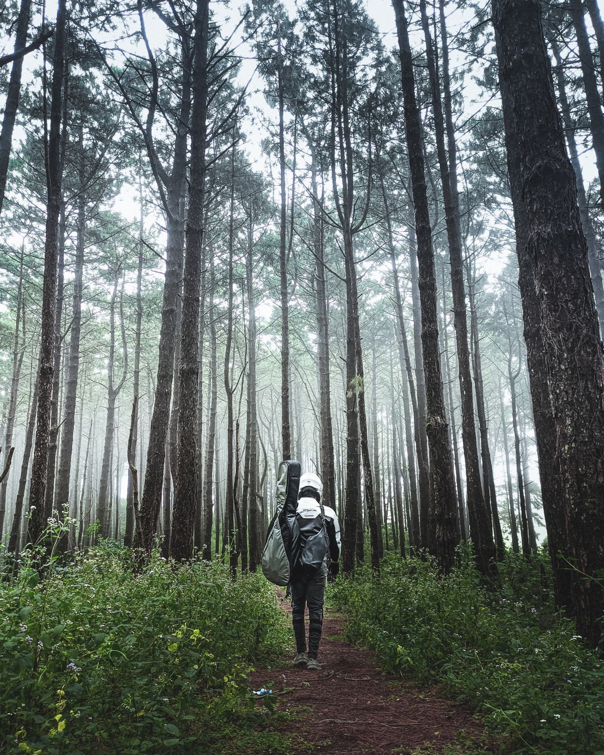 A traveller carrying a guitar case along a misty forest pathway