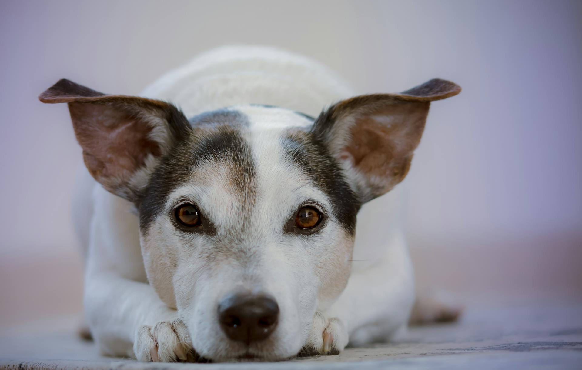 Volwassen witte en zwarte Jack Russell Terrier