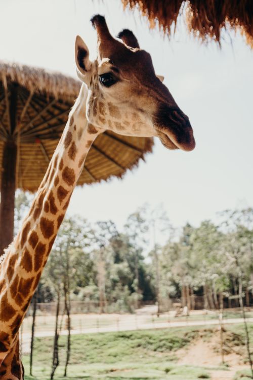 Free A giraffe in a sunny outdoor setting, showing its graceful neck and gentle features. Stock Photo