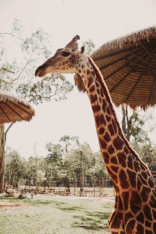 Free Majestic giraffe captured at a zoo in Tanzania, showcasing its natural beauty. Stock Photo
