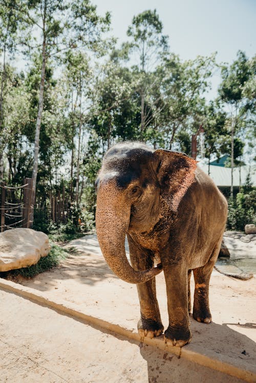 Elefante Marrom Caminhando Na Areia Marrom