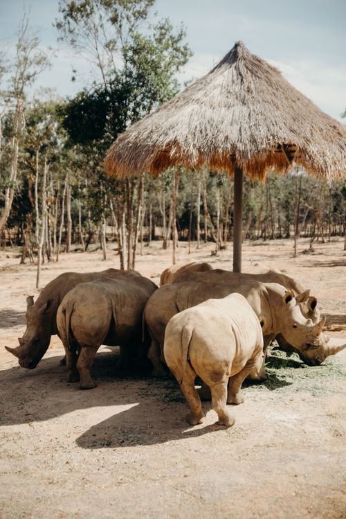 Free Group of wild rhinos grazing beneath a thatched shelter in a natural habitat. Stock Photo