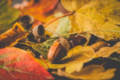Free Acorn in Close-up Photography Stock Photo
