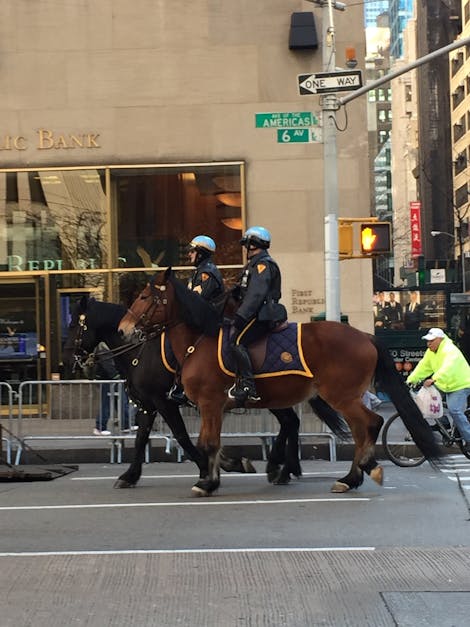 Free stock photo of horses, new york city, police