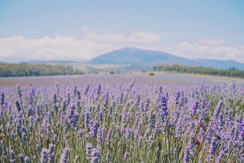 Lavender Field in Bloom