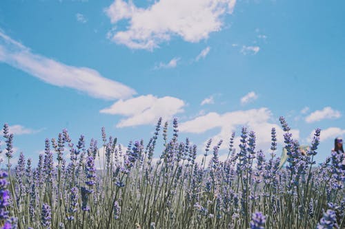 Lavender Field under a Blue Sky
