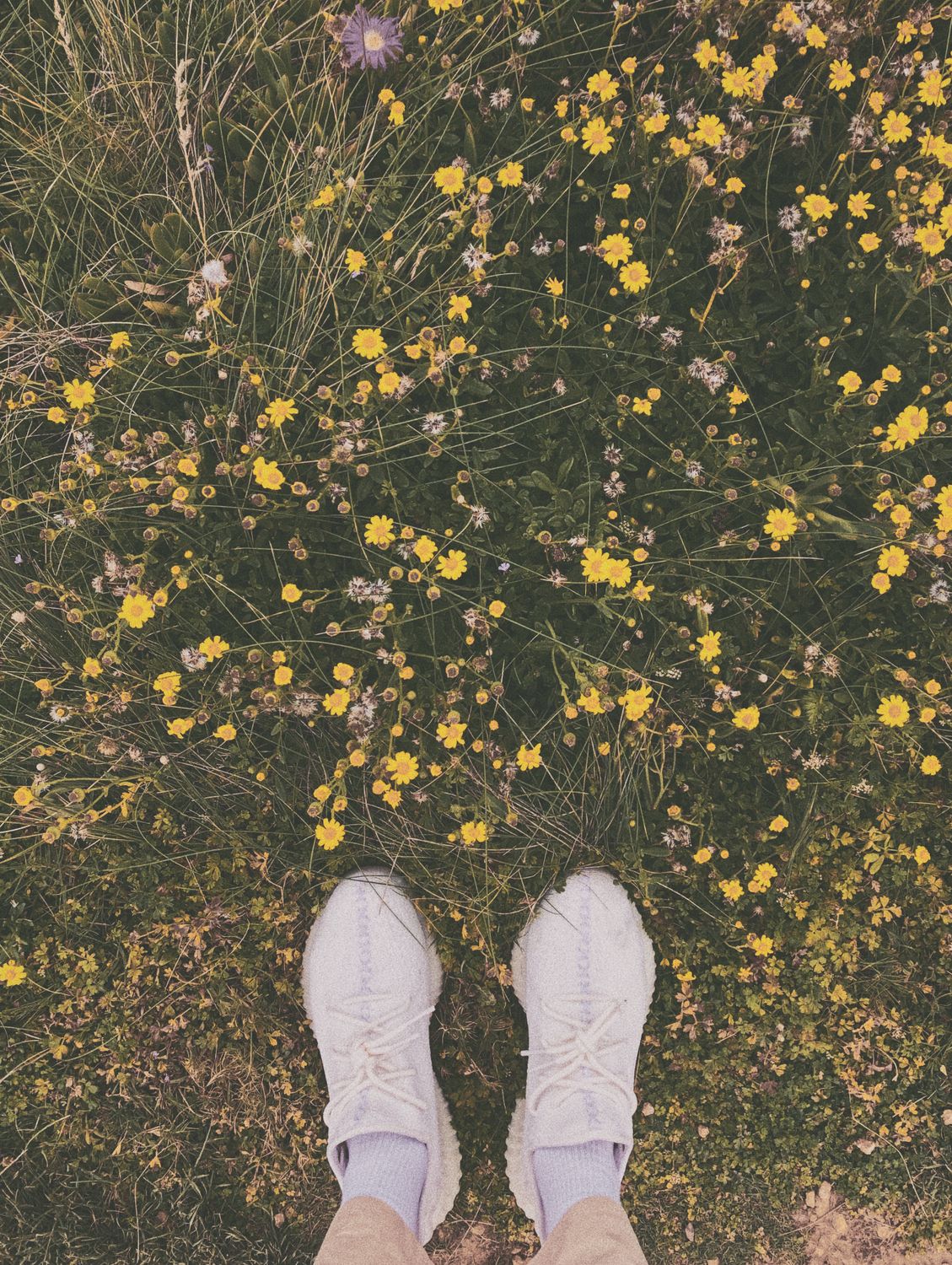 A Person Wearing a Pair of White Shoes on a Flower Field · Free Stock Photo
