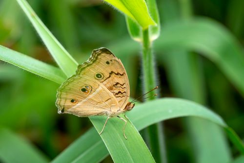 Free Butterfly with beige wings with black spots sitting on thin green grass in lawn in summer day in nature Stock Photo