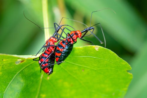 Reduviidae bugs with black abdomen and red stripes and long thin antennae sitting on green leaf of plant in daylight in nature