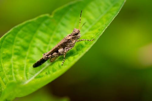 Free Small brown grasshopper with thick antennae sitting on green leaf of plant in daylight in nature Stock Photo